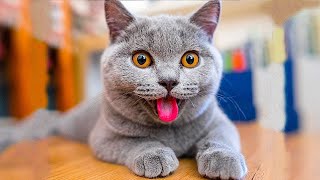 ПРИКОЛЫ С ЖИВОТНЫМИ ДО СЛЕЗ / Смешные КОТЫ 2022 / Приколы с КОТАМИ / Funny ANIMALS video