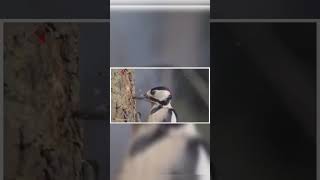 How Woodpecker doesn't get brain injuries? | #shorts