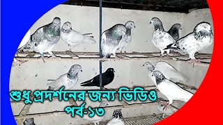 just for show video | শুধু প্রদর্শনের জন্য ভিডিও | pigeon video | kobutor palon bangladesh | PART-13