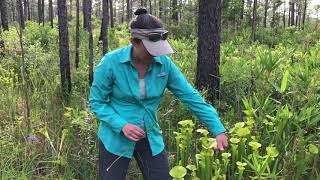 Yellow Pitcher Plant