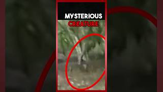 Mysterious Humanoid creature 👽😧😳