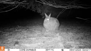 Rabbit Under Pines At Night 1