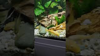 Antennenwelse #Aquarium