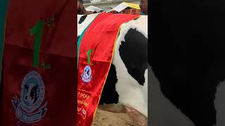 #pdfa #breed #winner #cow #animals #viral #trending #ytshorts #shorts