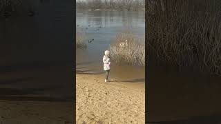 Польские птицы на воде