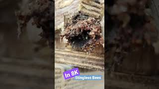 Stingless Bees in 8K #shorts