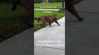 Homeless cat adopting asap OC024 #orangecounty #cat #kitten #helpcats #adoptme #kitten #viralvideo