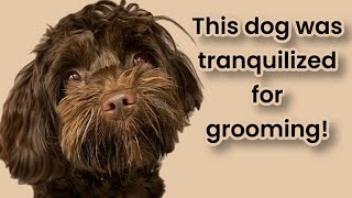 This Havanese was Tranquilized for Grooming!