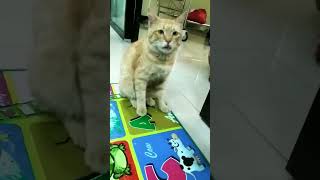 kucing bisa salto