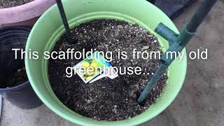 (Video 7) How I grow cucumbers in containers | from seed to trellising.