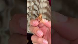 This Cockroach was EATEN ALIVE in HALF !!! 😭 #shorts