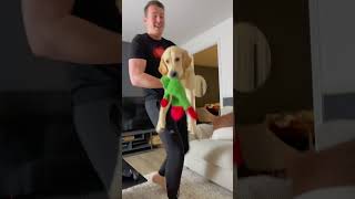 Hilarious Golden Retriever and His Dad time