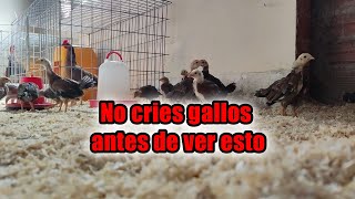 Antes de criar gallos pasos a seguir #criagallos #gallos #reproducciongallos