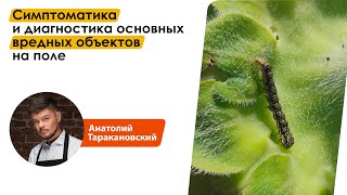 Симптоматика и диагностика основных вредных объектов на поле | Анатолий Таракановский