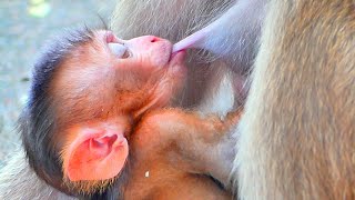 Super Sweet ! Baby tiny monkey SABA sucking breast milk - look his mouth drink milk delicious