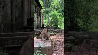 Funny group of Monkey Specail Clips  #shortvideos #Funnyvidoes #shortvideoformonkey 95