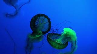 Jellyfish UnderWater | 4K Videos | FREE HD VIDEOS | No Copyright | Free HD Stock Videos | Free video