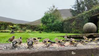 Charm of goldfinches in the garden