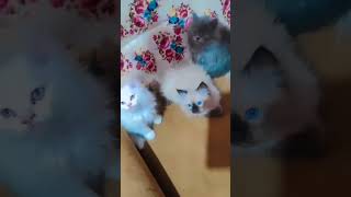 Cute Cat🐱🐱🐱Cat Lover #funnycat#kittycat#catlover#funnyvideo#statusvideo #catvideos@sanaqureshi2036