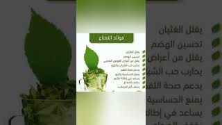 معلومات مهمة عن فوائد شرب النعناع 🌿 #معلومة_على_السريع #معلومة_تهمك #ريلز #reels #viral #shorts