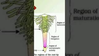 Morphology of Plant Kingdom ☘️#ytshorts