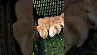 baby lionhead bunnies 2 weeks old