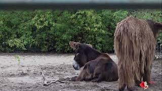 Poitou-Esel im Tierpark Berlin