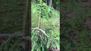 Beautiful weeping Norway spruce cone! #norwayspruce #spruce #pinecone #beautifulgarden