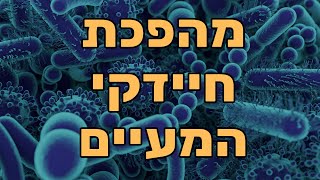 ד"ר אמוץ זיו אב - איך חיידקי המעיים (מיקרוביום) משפיעים על הגוף ועל המוח