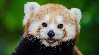 Gallery of Red Pandas