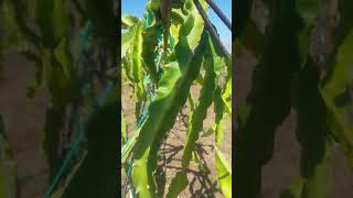 Dragonfruit thinning at pea size