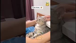 funny cats and dogs🤣  funny animals 🤣