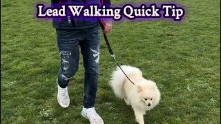 Lead Walking Quick Tip #pomeranian #leadwalking