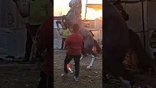 aavi ghoda tame kyarey nay joyi hoy #shorts#viral #horse #horseriding #subscribe #kids