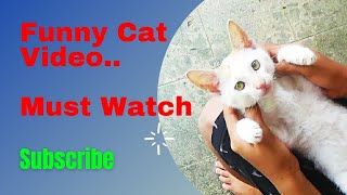 Funny Cat Video ❤️ Must Watch 😘 Awesome and Emotional Street Cat ❤️