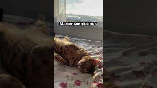 Кто у нас маменькин сыночек?😂 #безкотаижизньнета #funny #кошка #shorts #cat #котики #shorts