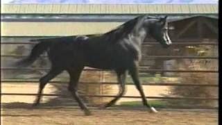 Black Arabian Stallion 2nd video.flv