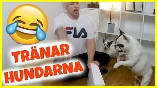 LÄR HUNDARNA GO BANANAS #4