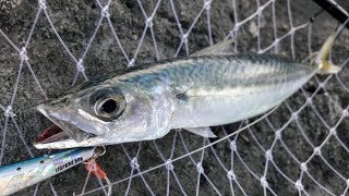 Small "surprise" on Shore jigging. Atlantic Mackerel (Scomber scombrus). 17.05.2018