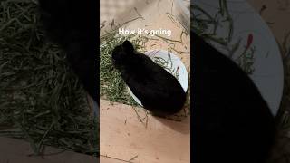 Cute Bunny Eating Hay Sitting on a Dinner Plate