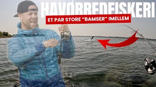 Havørredfiskeri - Et par store "bamser" imellem