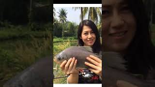 angler cantik ikan cantik