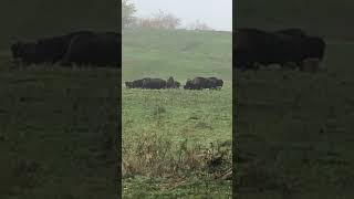 Where The Buffalo Roam | Trexler Nature Preserve