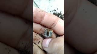 digging out stag beetle larvae