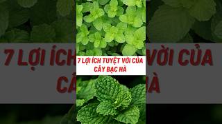 7 Lợi Ích Tuyệt Vời Của Cây Bạc Hà#biquyetsongkhoetre #shortsvideo #food