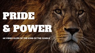 The Majestic World of Lions in 4K: Exploring the King of the Jungle