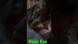 Котенок мейн кун и стакан 😻 #shorts  #maincoon