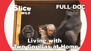 Adopting and Raising Orphaned Gorillas | SLICE WILD | FULL DOCUMENTARY