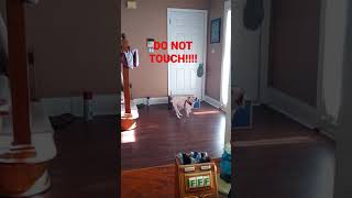 Jack Russell Titan says "DO NOT TOUCH THE BOX!!!!"