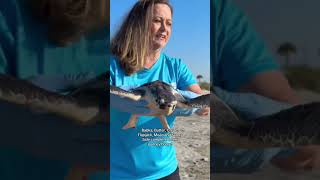 Come along with us to release six Kemp's ridley sea turtles back into the wild! 🐢 MTP 2024-0004